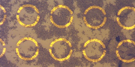 Prototyp eines passiven THz-Sensors, beschichtet mit getrockneten Trypanosom-Zellen